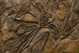 Ordovician Fossil Crinoid Plate - Marzane, Morocco #322436-4